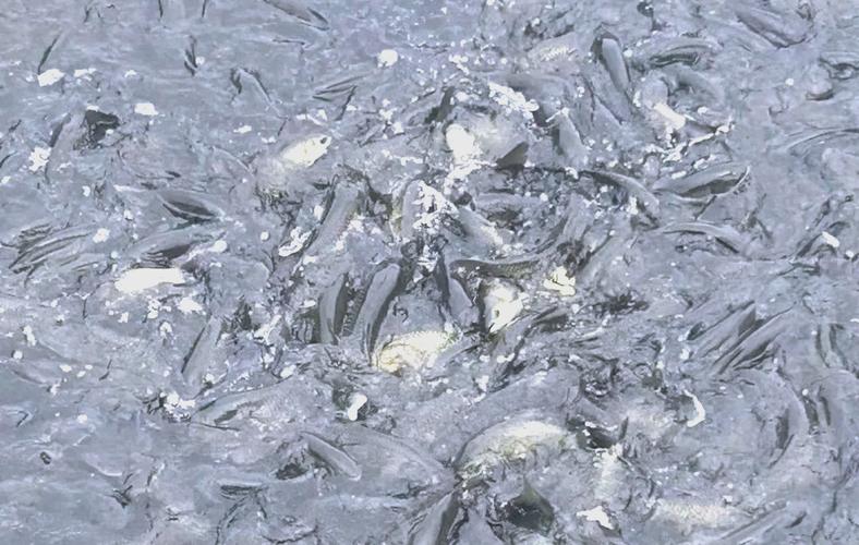 草魚價格走勢_草魚餌料系數怎么算_草魚腸道健康問題