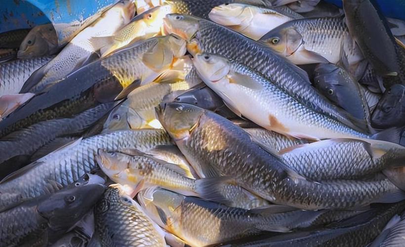 草魚價格走勢_草魚腸道健康問題_草魚餌料系數怎么算