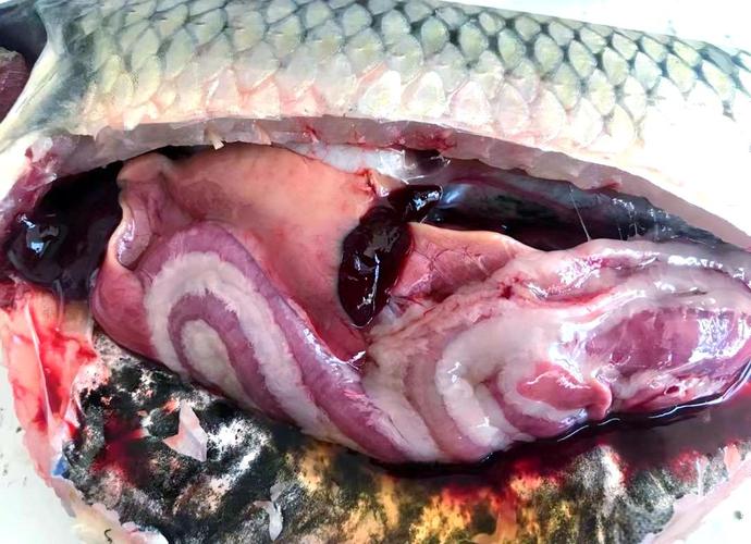 草魚價格走勢_草魚腸道健康問題_草魚餌料系數怎么算
