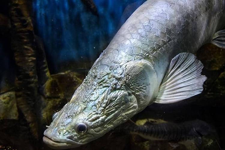 最兇猛的觀賞魚_淡水觀賞魚的種類圖片_十大兇猛觀賞魚推薦