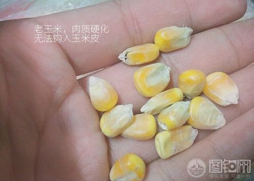 老玉米釣魚_釣魚老玉米煮多長時間_釣魚老玉米好還是嫩玉米好