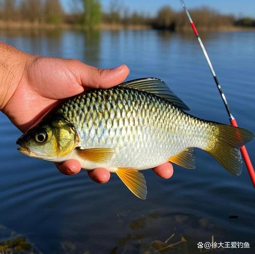 天津市津南區免費釣點_津南區外環河釣魚位置_天津野釣鯽魚最佳地點推薦