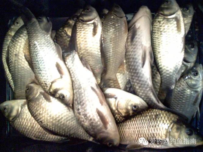 天津市津南區免費釣點_天津野釣鯽魚最佳地點推薦_津南區外環河釣魚位置