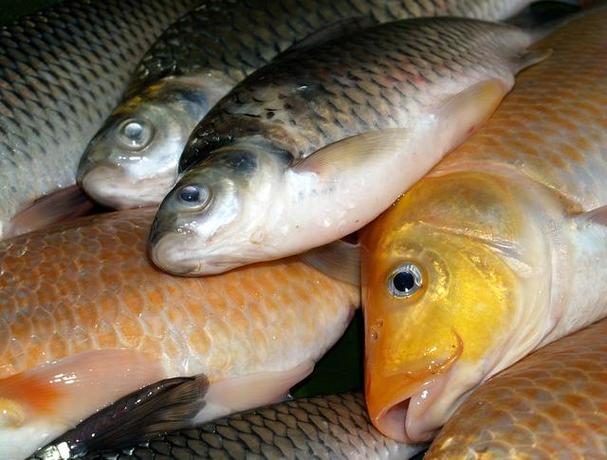 廣東地區四大家魚介紹_廣東四大家魚是哪些魚_廣東四大家魚是什么