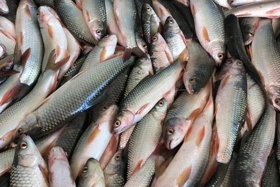 廣東四大家魚是哪些魚_廣東四大家魚是什么_廣東地區四大家魚介紹