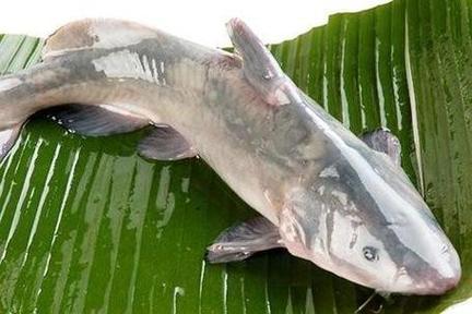 鮰魚是什么檔次的魚_鮰魚與鱸魚口感對比_鮰魚鱸魚烹飪方法大全