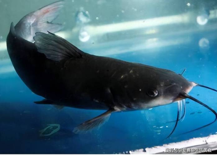 鮰魚與鯰魚外形特征差異_鮰魚是什么檔次的魚_鮰魚和鯰魚的區別