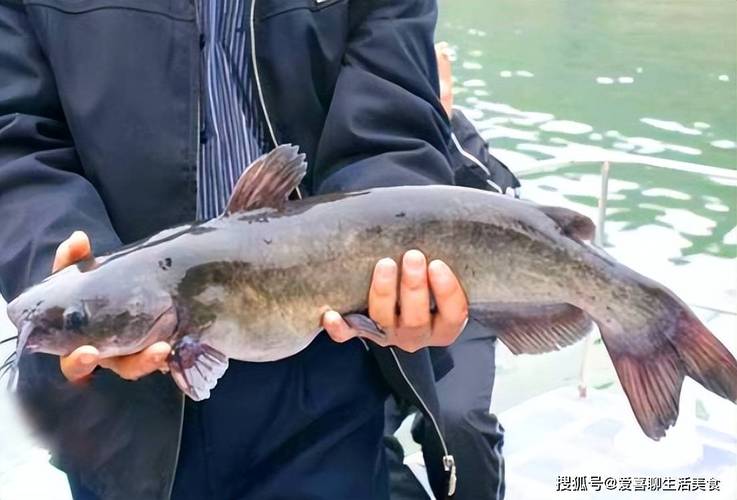 鮰魚與鯰魚外形特征差異_鮰魚和鯰魚的區別_鮰魚是什么檔次的魚