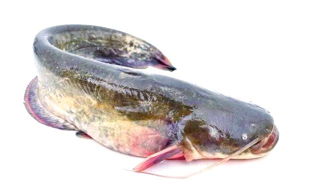鮰魚與鯰魚外形特征差異_鮰魚是什么檔次的魚_鮰魚和鯰魚的區別