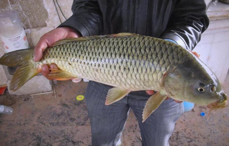 江河釣鯉魚餌料配方_南方江河釣鯉魚季節選擇_南方江河釣位技巧