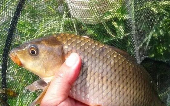 江河釣鯉魚餌料配方_南方江河釣位技巧_南方江河釣鯉魚季節選擇