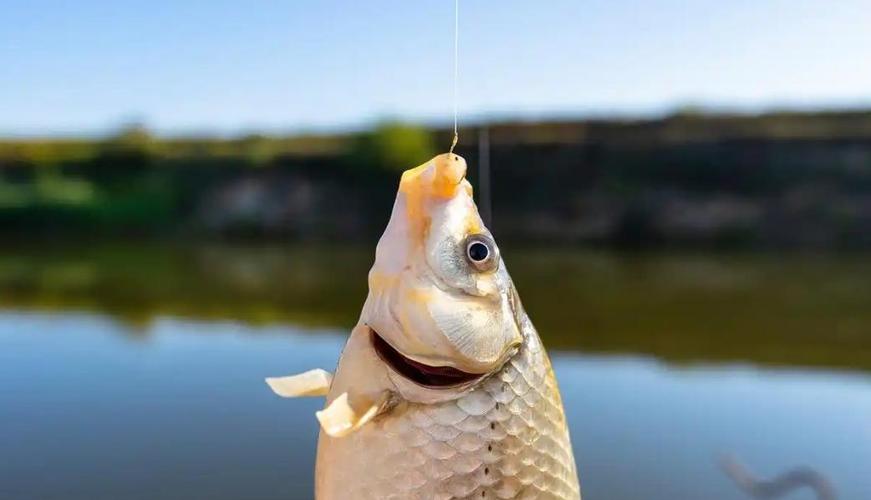 窩料選擇用量時機位置_深秋垂釣鯽魚技巧_釣鯽魚打窩技巧