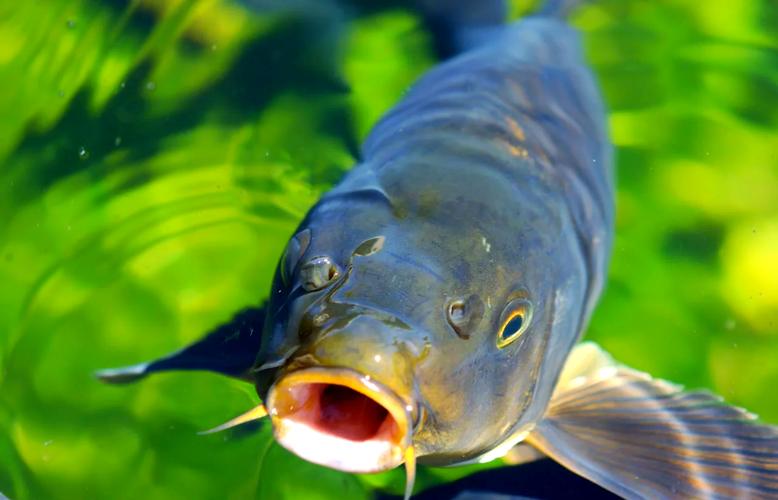 深秋垂釣鯽魚技巧_釣鯽魚打窩技巧_窩料選擇用量時機位置