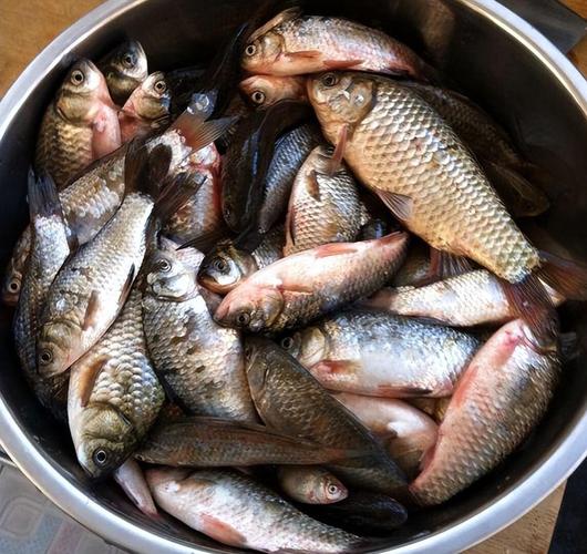 深秋垂釣鯽魚技巧_釣鯽魚打窩技巧_窩料選擇用量時機位置