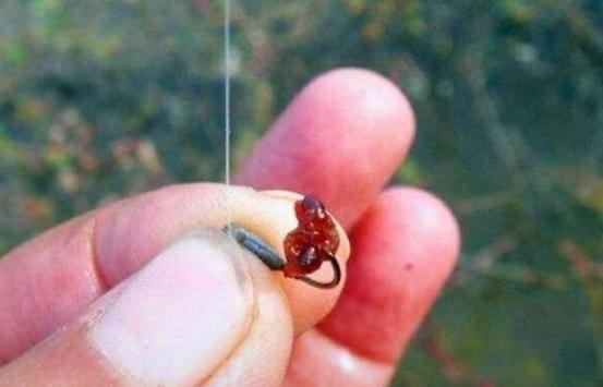 垂釣技巧視頻_釣鯽魚打窩技巧_精準選窩釣鯽魚