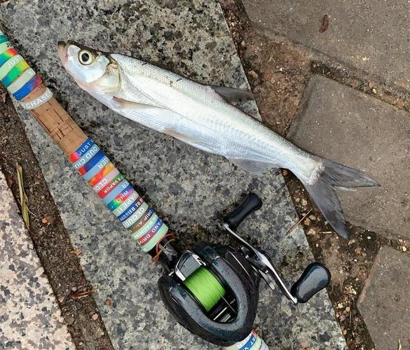 玉米釣翹嘴技巧_翹嘴魚釣玉米_玉米粒釣魚用什么打窩