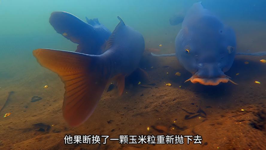 玉米粒釣魚用什么打窩_生玉米粒打窩_下水投料做窩