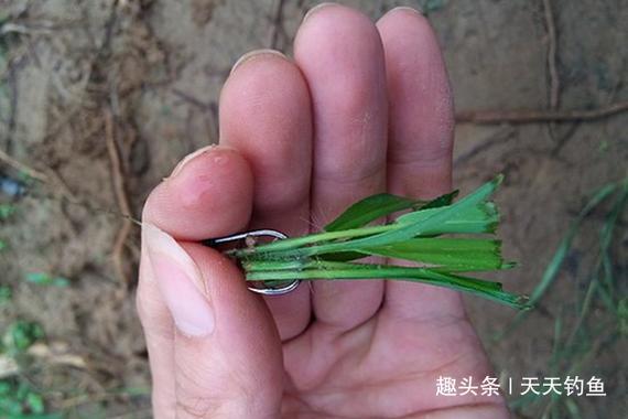 串鉤釣草魚用什么餌料最好_釣草魚串鉤浮釣_夏季釣草魚新方法
