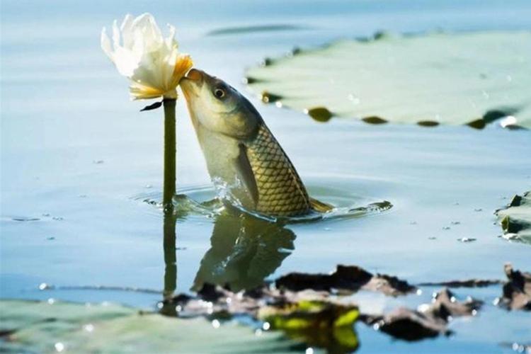 串鉤釣草魚用什么餌料最好_夏季釣草魚新方法_釣草魚串鉤浮釣