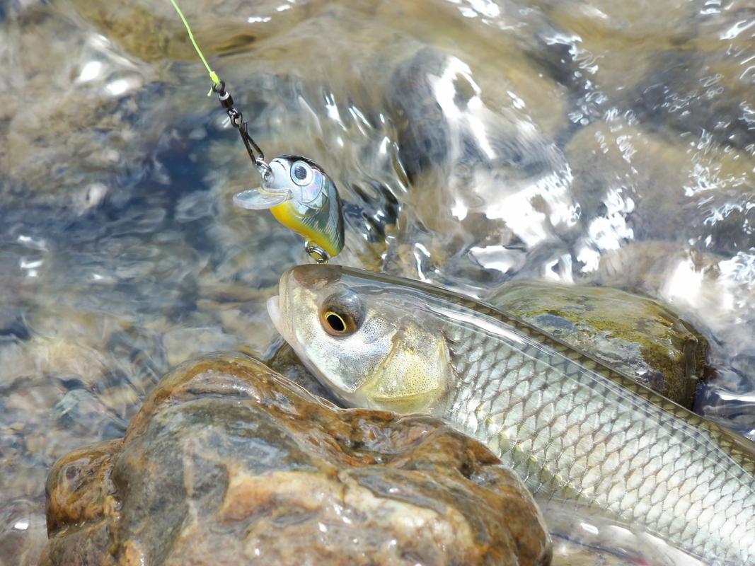 秋天釣草魚用什么餌料最好_釣草魚玉米商品餌選擇_釣草魚商品餌優勢