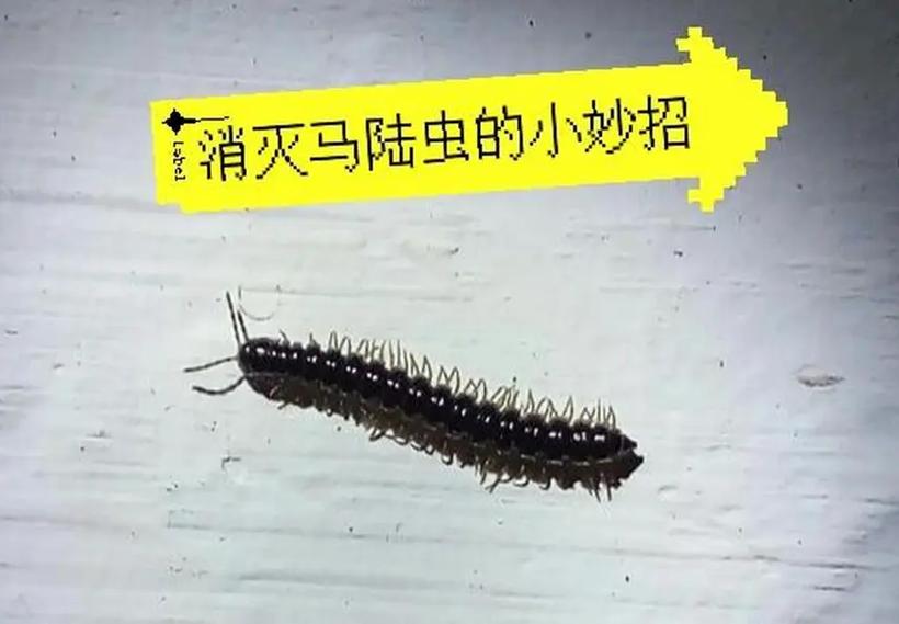 多腳蟲網_多腳蟲網_多腳蟲網
