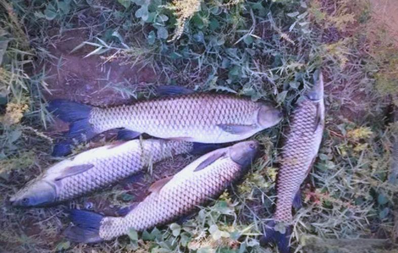 秋天釣草魚用什么餌料最好_秋季釣草魚_草魚誘餌技巧