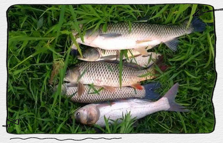 秋天釣草魚用什么餌料最好_草魚誘餌技巧_秋季釣草魚