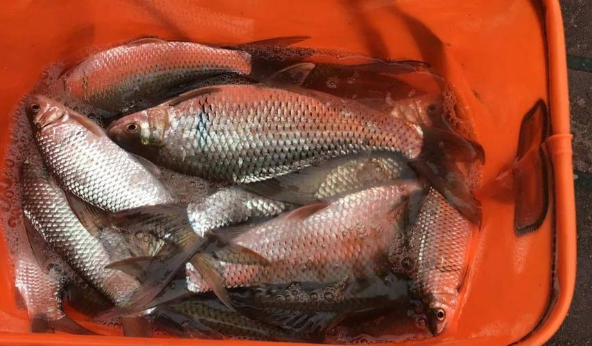 多長的魚竿合適_新手魚竿尺寸選擇_3.6米魚竿野釣實不實用
