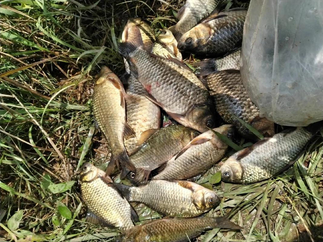 3.6米魚竿野釣實不實用_多長的魚竿合適_新手魚竿尺寸選擇