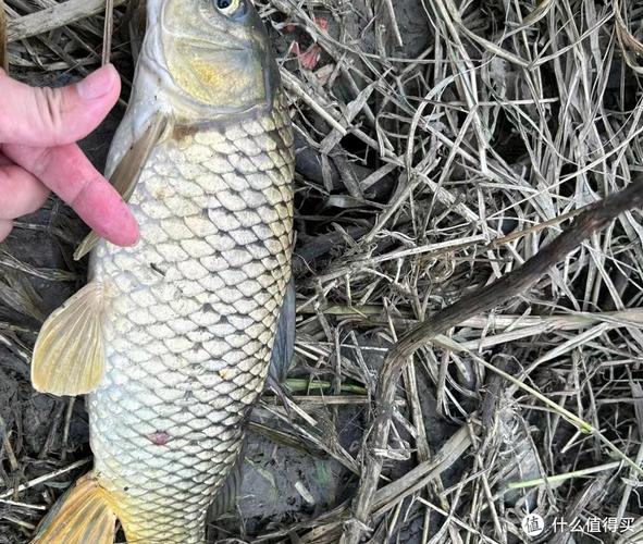 魚竿長度選擇_3.6米4.5米5.4米優缺點分析_3.6米魚竿野釣實不實用