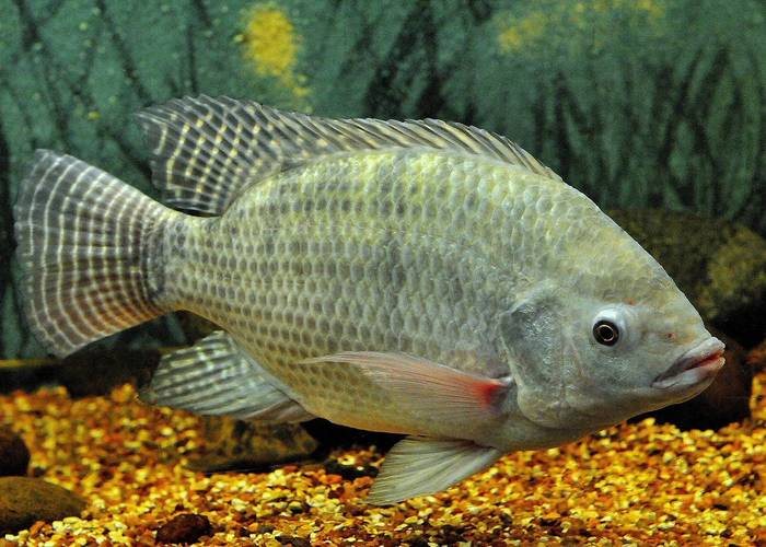 尼羅河鱸魚做法_尼羅河鱸魚多少錢一斤_尼羅河鱸魚