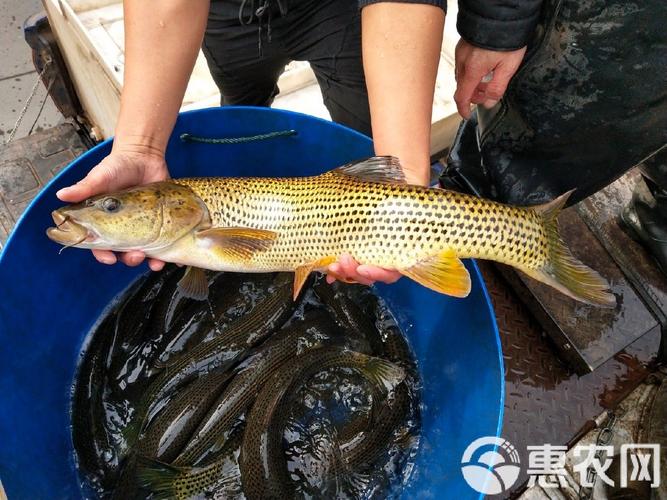 尼羅河鱸魚多少錢一斤_尼羅河鱸魚做法_尼羅河鱸魚