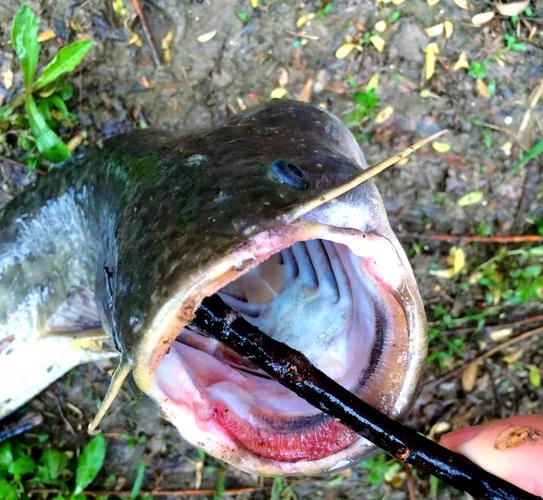 鯰魚鲇魚區別_鲇魚和鯰魚_鯰魚的魚