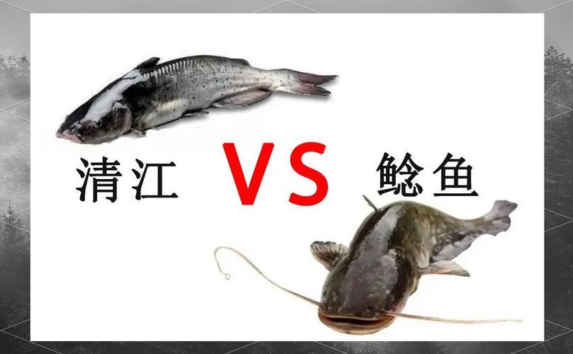 鯰魚鲇魚區別_鲇魚和鯰魚_鯰魚的魚