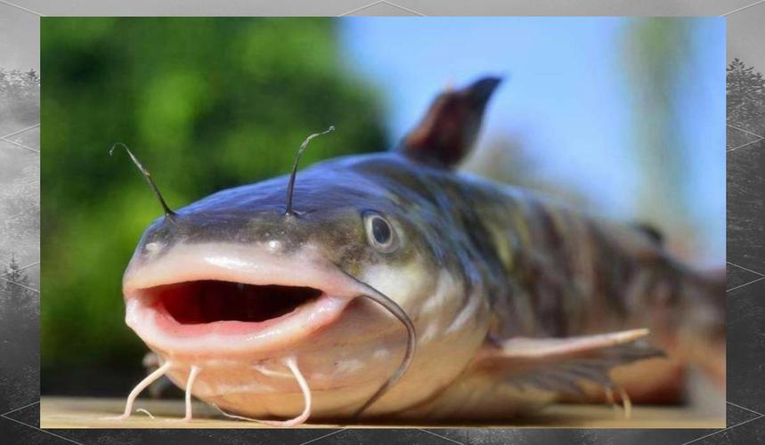 鯰魚鲇魚區別_鲇魚和鯰魚_鯰魚的魚
