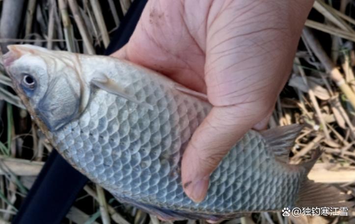 野釣鯽魚餌料選擇_釣魚小藥對環境的影響_十大釣魚小藥排行榜