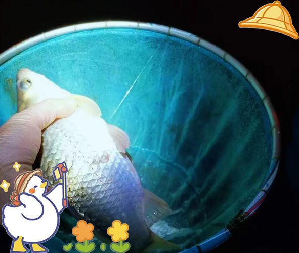 老鬼水庫釣魚視頻_老鬼視頻學釣魚_老鬼釣魚視頻大全水庫
