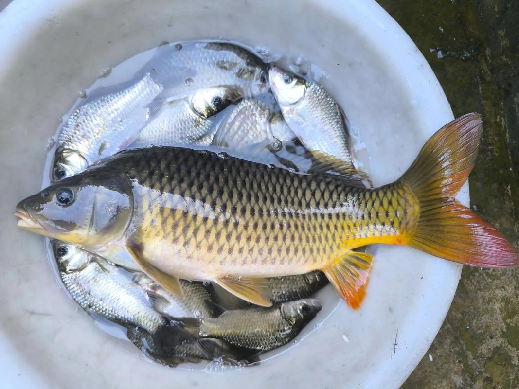 壓風線正確方法_釣魚拋竿技巧_拋竿線組圖解