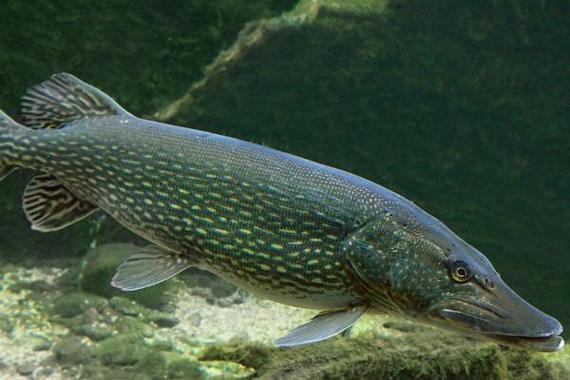 中國十大兇猛淡水魚_兇猛淡水魚種類介紹_世界十大淡水兇猛魚