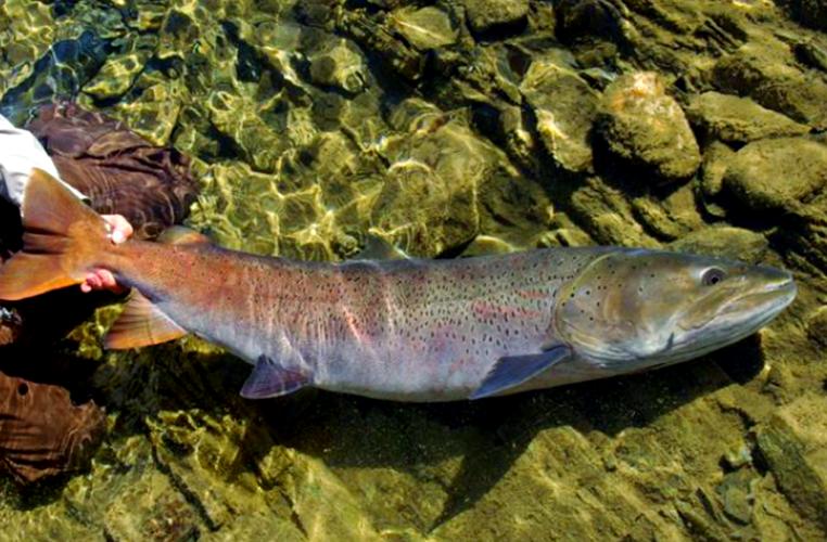 世界十大淡水兇猛魚_兇猛淡水魚種類介紹_中國十大兇猛淡水魚