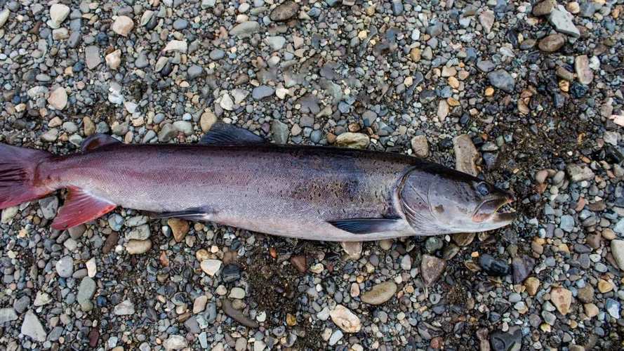中國十大兇猛淡水魚_兇猛淡水魚種類介紹_世界十大淡水兇猛魚