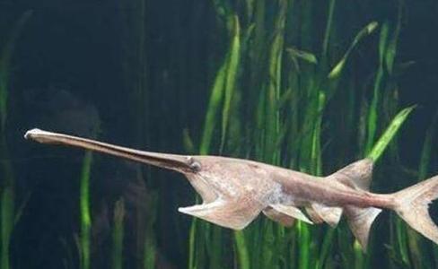 淡水兇猛魚類介紹_世界兇猛淡水魚排行_世界十大淡水兇猛魚