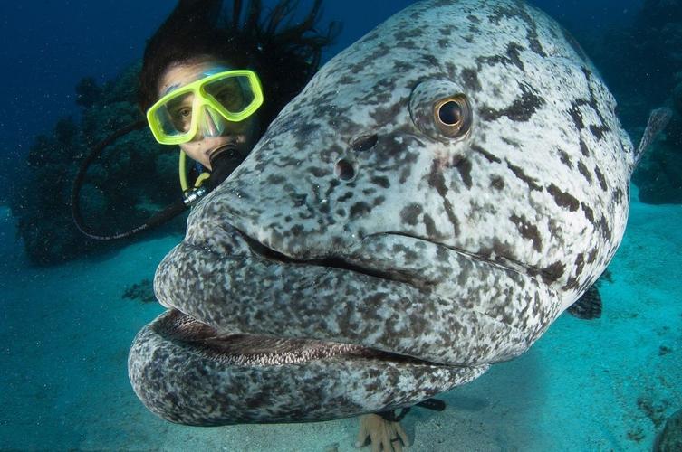 世界十大淡水兇猛魚_淡水兇猛魚類介紹_世界兇猛淡水魚排行