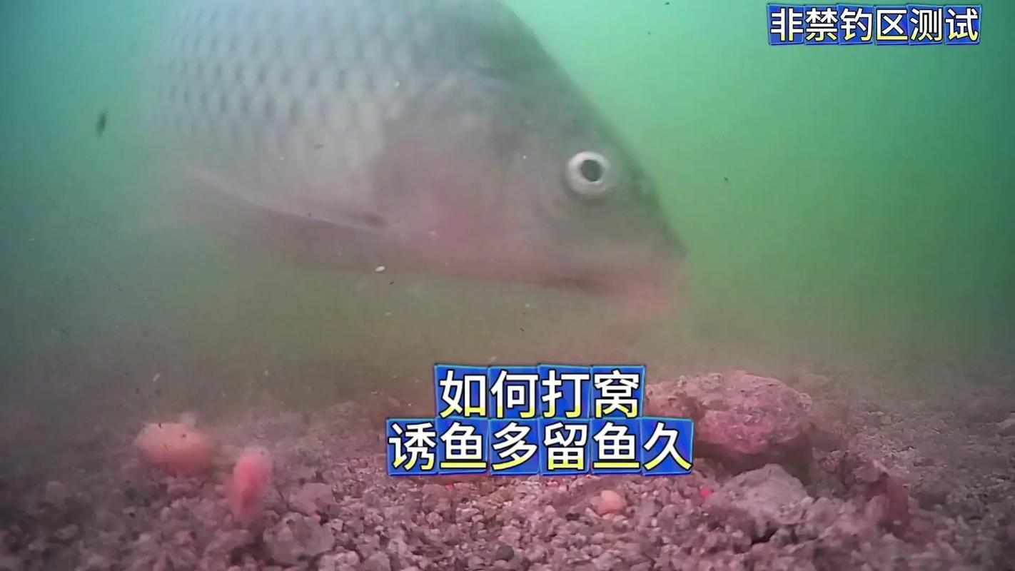 釣魚打窩視頻教學_釣魚打窩的正確方法_釣魚打窩技巧視頻教程
