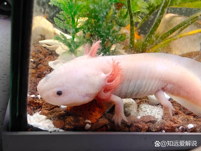 娃娃魚屬于什么動物_娃娃魚是動物的哪一類_動物娃娃魚屬于海鮮嗎