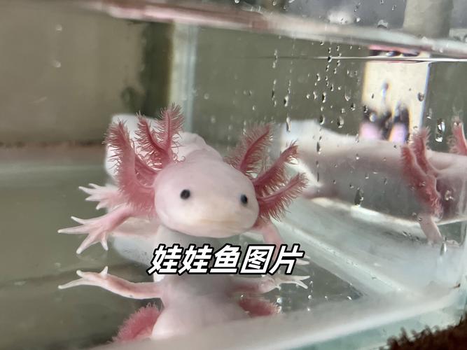 動物娃娃魚屬于海鮮嗎_娃娃魚是動物的哪一類_娃娃魚屬于什么動物