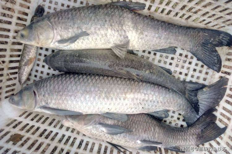 釣青魚技巧_青魚怎么釣_青魚餌料配方