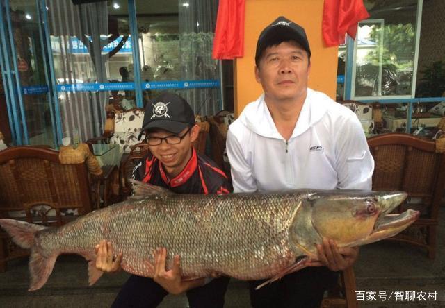 銅魚頭怎么做好吃_銅頭魚_銅魚頭的做法