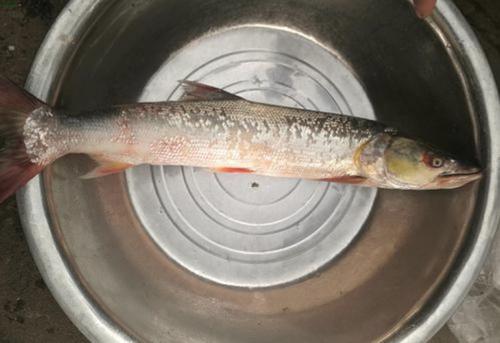 銅頭魚_銅魚頭的做法_銅魚頭怎么做好吃
