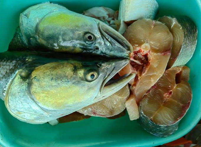 銅魚頭怎么做好吃_銅魚頭的做法_銅頭魚